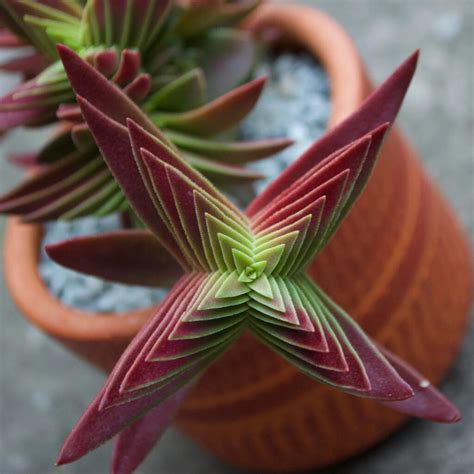 Crassula Red Pagoda Shark Tooth Succulent Care Guide