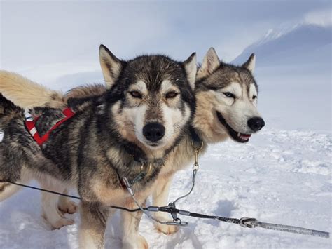 Dog Mushing in Swedish Lapland - Dogfit Blog