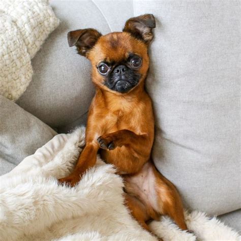 15 Pics That Prove Brussels Griffons Are Ideal Life Companions