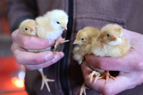 Simple Outdoor Chicken Brooder Ideas From Scratch Farmstead