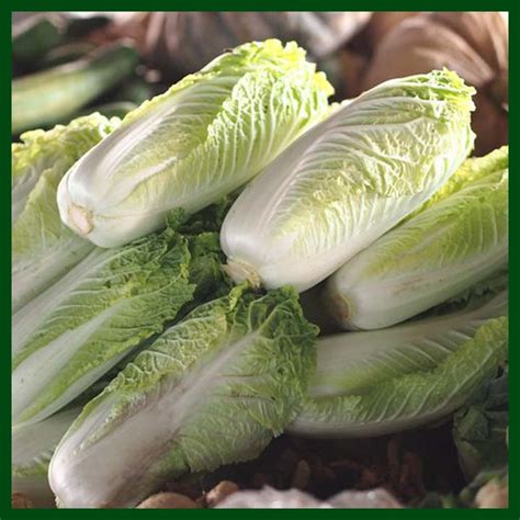 Chinese Cabbage F1 Hybrid 200 To 300 Seeds MGS1082 My Garden Bd