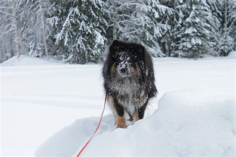 Finnish Lapphund | Dog-Breeds.com