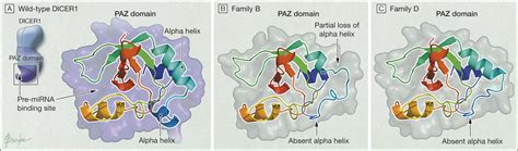 Dicer1 Mutations In Familial Multinodular Goiter With And Without