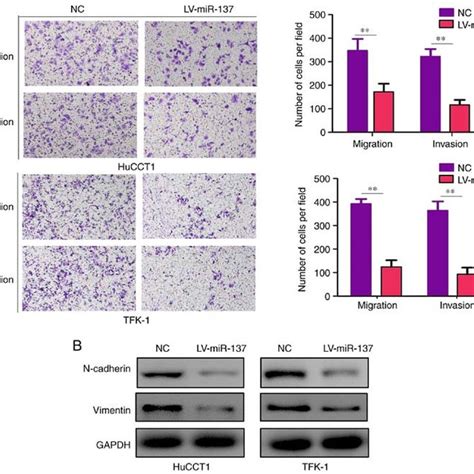 Mir Represses Cholangiocarcinoma Cell Migration And Invasion In