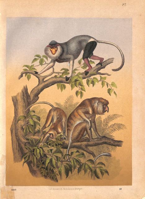 Monkeys, Long-Nosed Monkeys, Proboscis Monkey, 1869