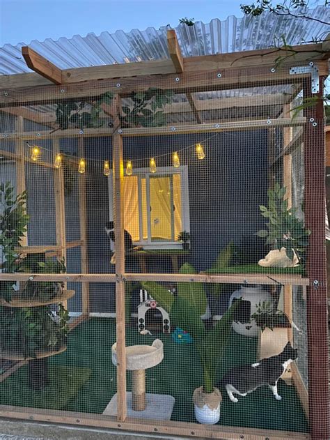 Diy Cat Enclosure Outdoor Cat Enclosure Outdoor Cat House Outdoor