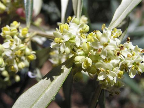 Ficha De La Olea Europaea U Olivo Todo Rboles Todo Rboles