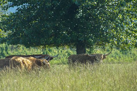 Agroforestry Practices: The Five Types of Agroforestry Systems