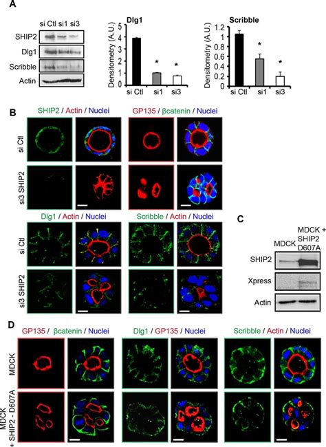 Depletion Of Ship Or Inhibition Of Its Catalytic Activity Disrupts