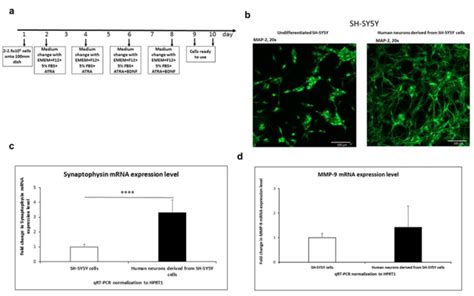 SH SY5Y Differentiation Into Neurons A Timetable Of SH SY5Y Human