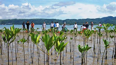 Mozambique Starts Major Mangrove Restoration