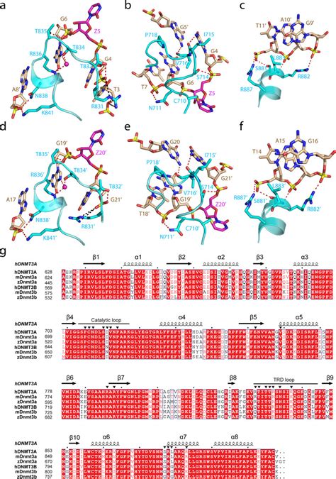 Various Intermolecular Interactions Between The Two Dnmt3a Monomers And