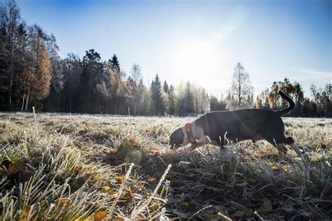 Hjortjakt Med Drever Svensk Jakt