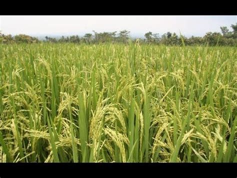 De Que Planta Viene El Arroz Actualizado Noviembre