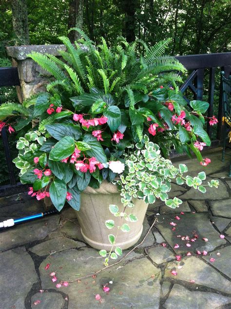 Shade Loving Plants For Containers Spruce Up Your Garden With These