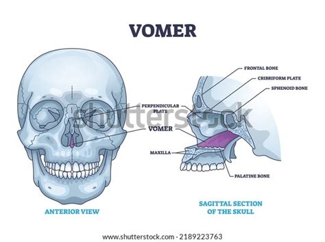 vomer bone facial skeleton frontal nasal stock vector royalty