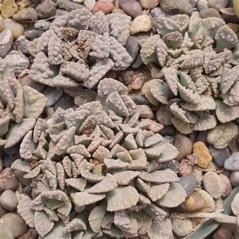 Titanopsis Calcarea Mesa Garden