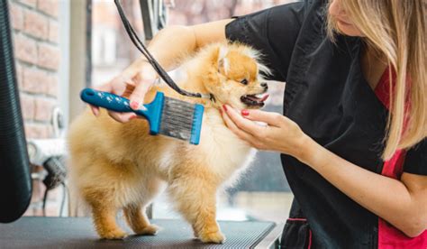 The Hidden Benefits Of Regular Dog Grooming Nurture Your Pet