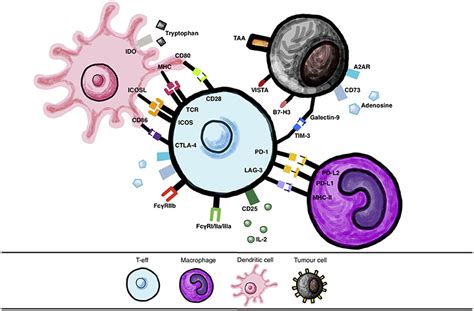 Frontiers Combining Immune Checkpoint Inhibitors Established And