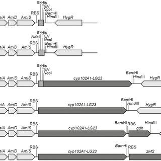 Genetic Elements Of Monocistronic And Bicistronic Constructs A Map Of