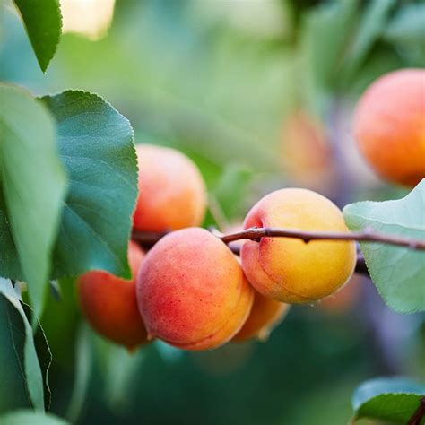 Wenatchee Moorpark Apricot Tree Stark Bros