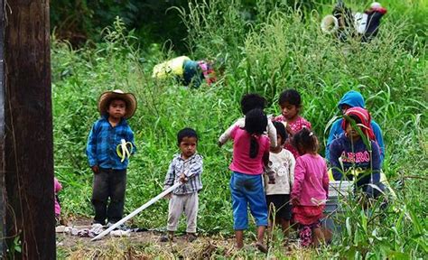 Niños jornaleros sin opción de mejor vida