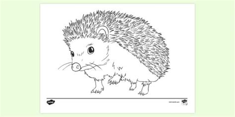 Cute Hedgehog Coloring Page