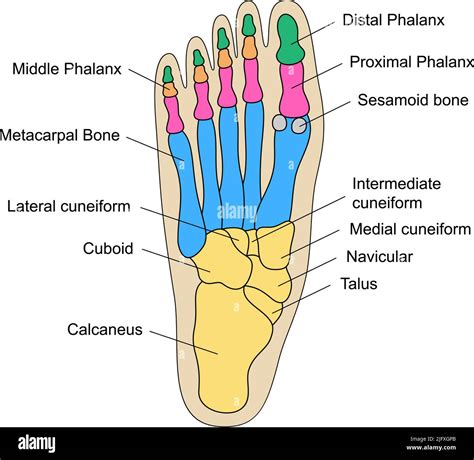 Anatomie des os du pied humain avec descriptions Schéma pédagogique de