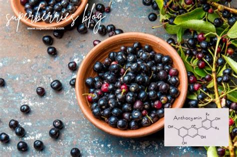 7 Ways Anthocyanin Rich Foods Help Your Health |Superberries Blog