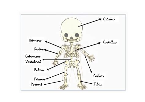 Conoce Los Nombres De Los Huesos Del Cuerpo Humano Innovador