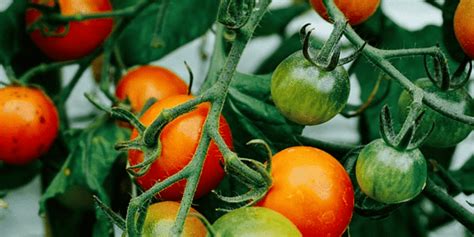 Taille des tomates le guide ultime pour maîtriser cette technique