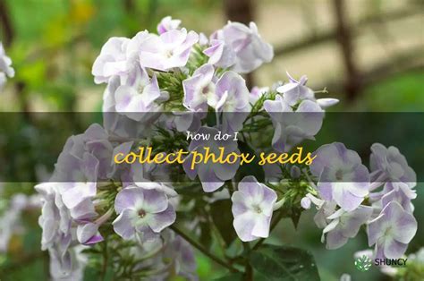 Collecting Phlox Seeds A Step By Step Guide Shuncy