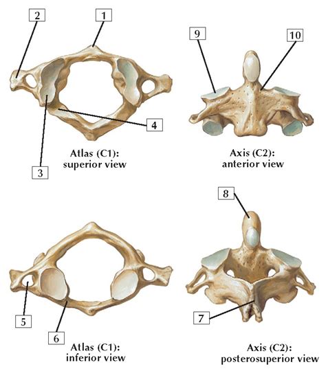 Cervical Vertebrae: Atlas and Axis Anatomy - wikitomy