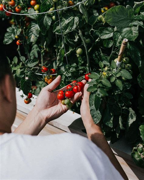 C Mo Plantar Tomates Gu A Completa Paso A Paso Pur Plant