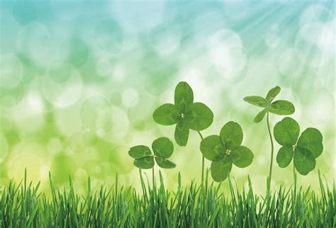 Lucky Clover Wallpapers Top Free Lucky Clover Backgrounds