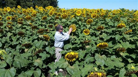 Total Imagen Manejo Del Cultivo De Girasol Abzlocal Mx