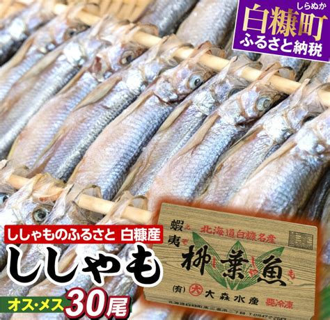 【楽天市場】【ふるさと納税】しらぬか産 ししゃも オスメス30尾 北海道産 国産 魚 魚介 グルメ 食べ物 人気 北海道 白糠町：北海道白糠町