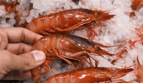 Gambas Rojas O Blancas Cu Les Elegir Esenciadelmar