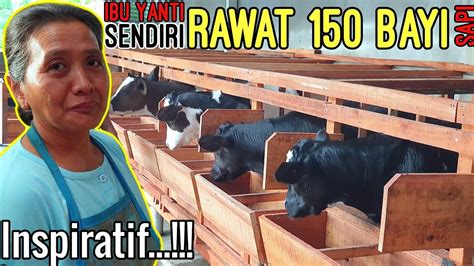 Wanita Hebat Tanpa Rasa Lelah BESARKAN 150 Ekor Bayi Sapi Susu