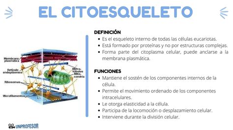 Qué es el citoesqueleto tipos y características resumen