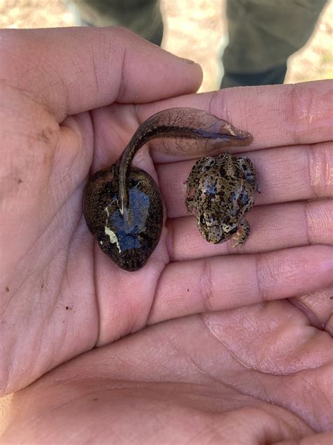 Paradoxical Frog Tadpole