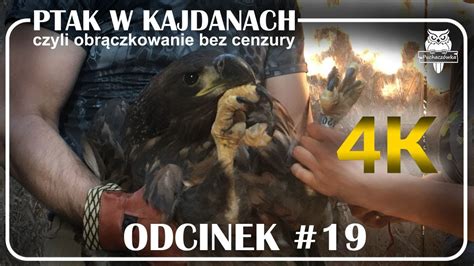 Odcinek 19 Ptak W Kajdanach YouTube