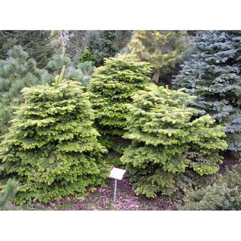 Abies Nordmanniana Barabits Compact