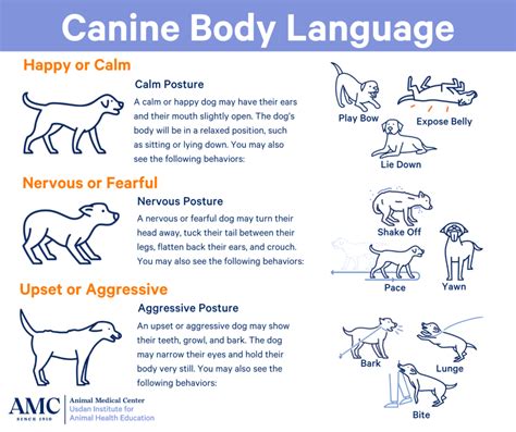 Body Language Of Dogs The Animal Medical Center