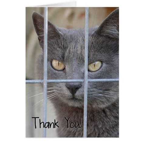 Thank You! Cat Card | Zazzle