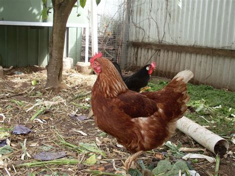 28 Hq Pictures Raising Backyard Chickens For Eggs How To Raise Your