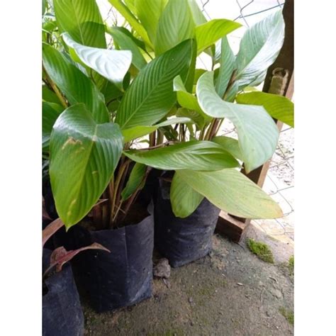 Anak Pokok Lerek 1 Pokok Dalam Polibag Shopee Malaysia