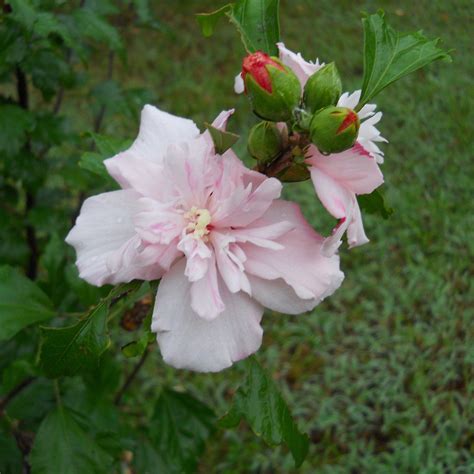 Hibiscus Syriacus Ds02ss ~ Strawberry Smoothie™ Rose Of Sharon