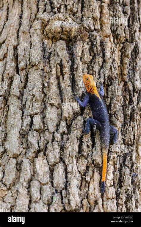 Lizard Climbing Tree Stock Photos And Lizard Climbing Tree Stock Images