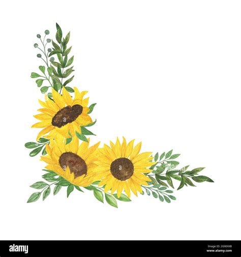 Cadre De Tournesol Et De Feuilles Illustration D Aquarelle De